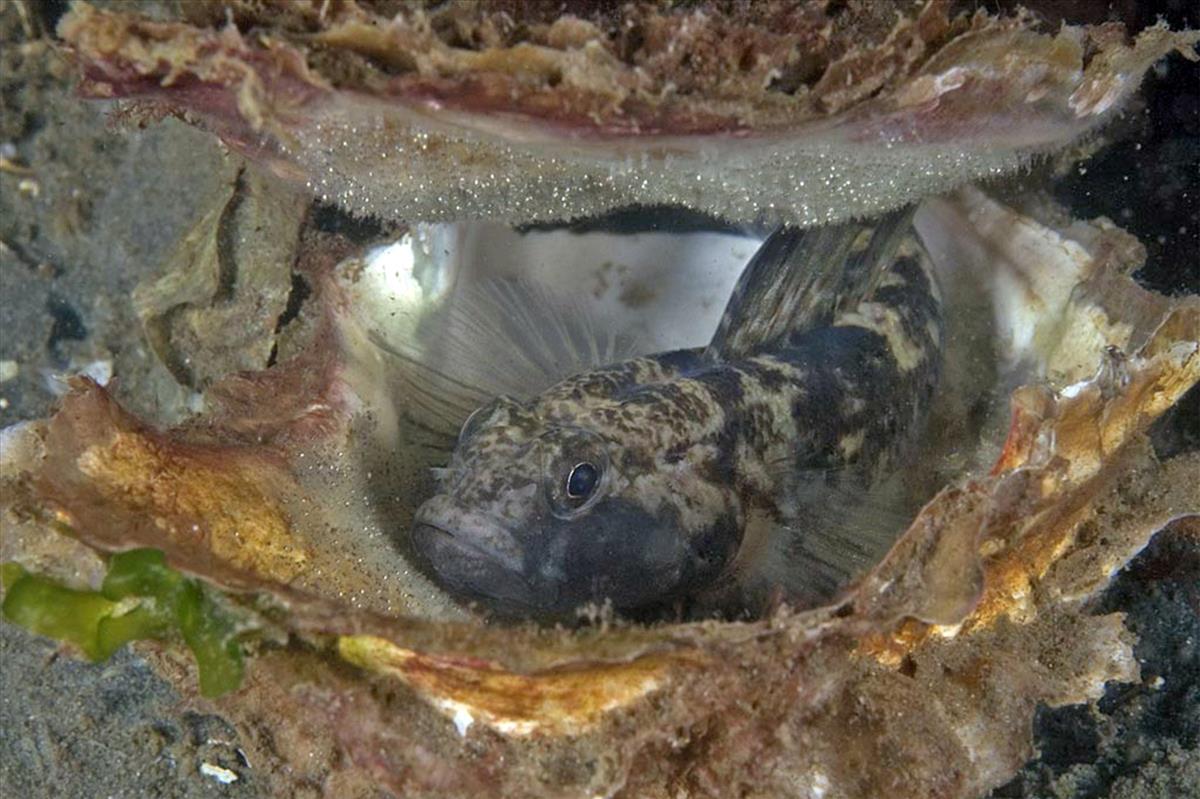 Gobius niger (door Marion Haarsma)