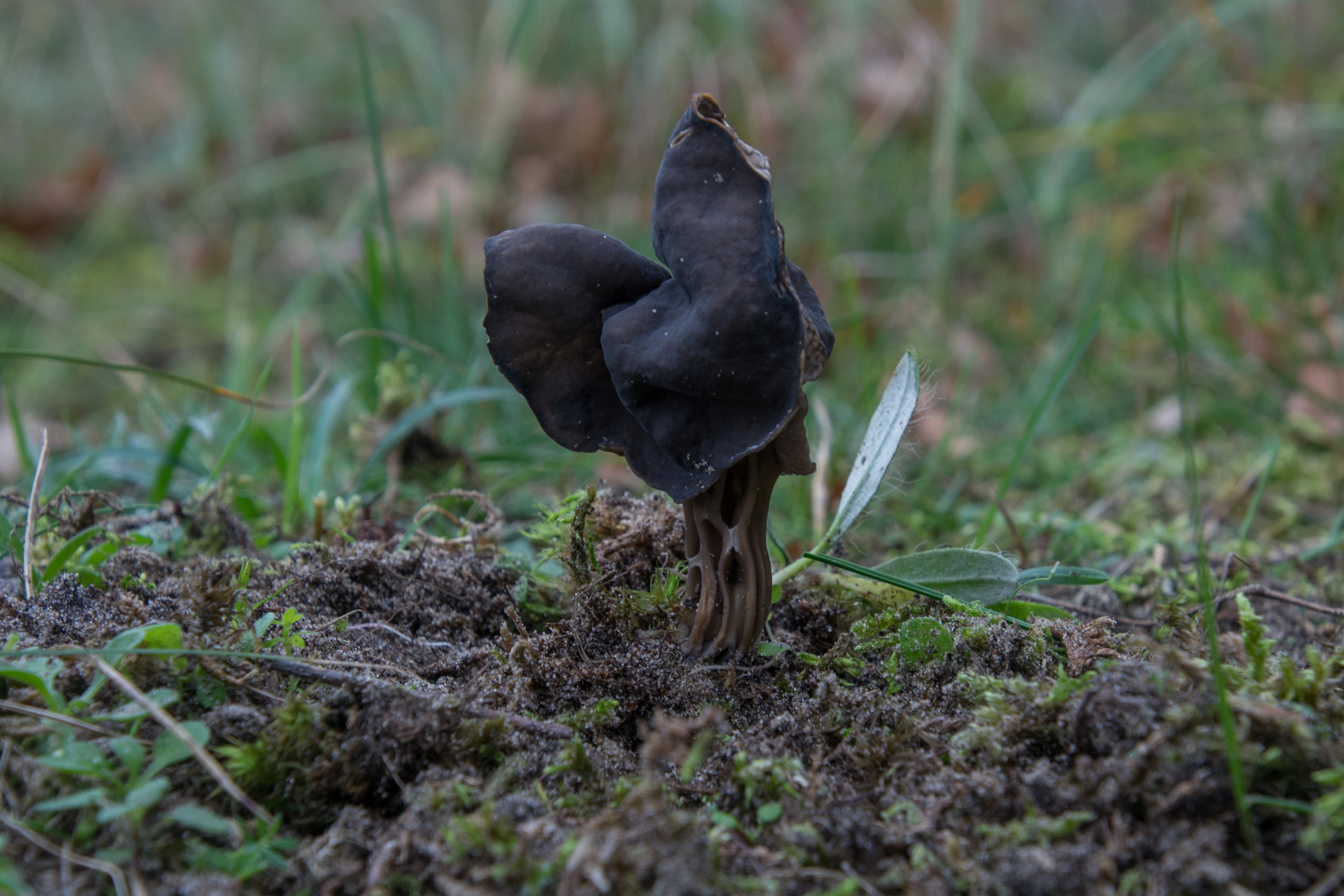 Helvella lacunosa (door Cora van der Plaats)