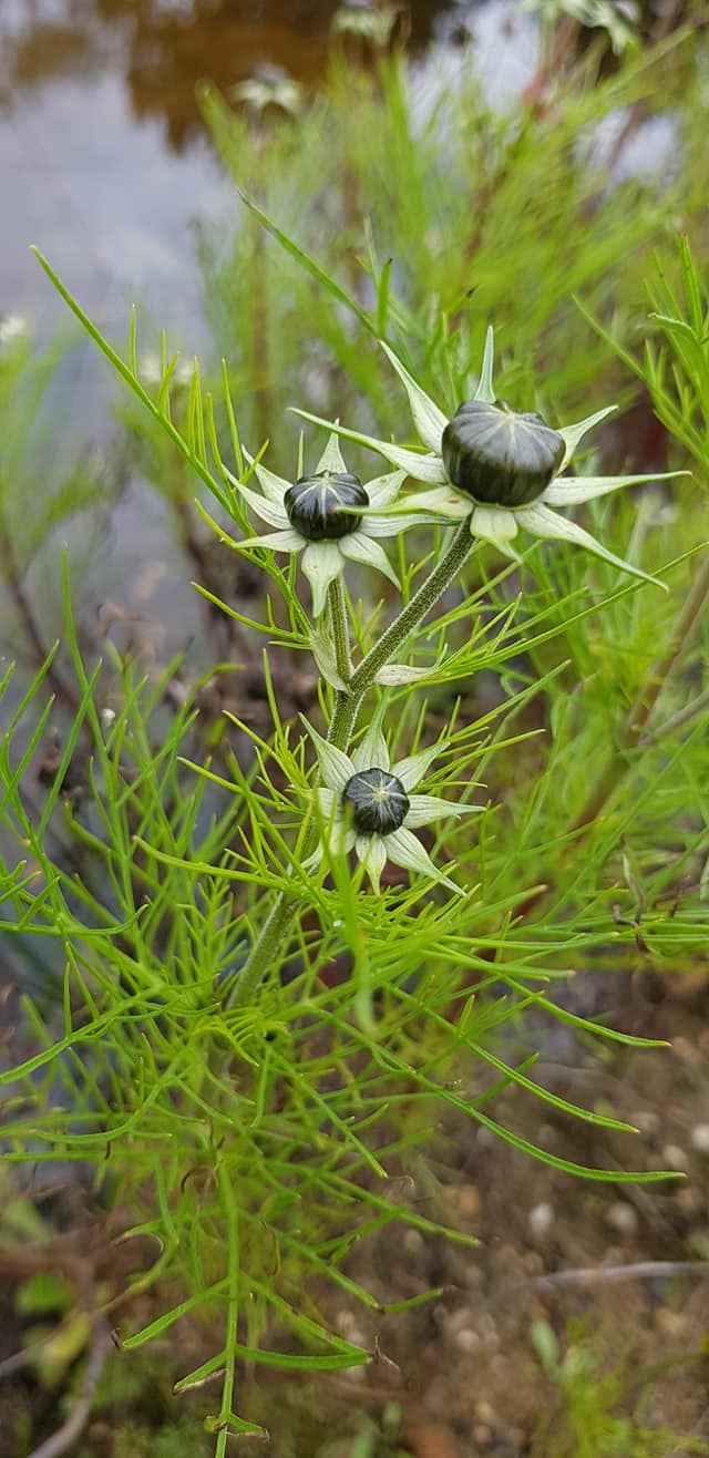 Cosmos bipinnatus (door Jannie Adema)