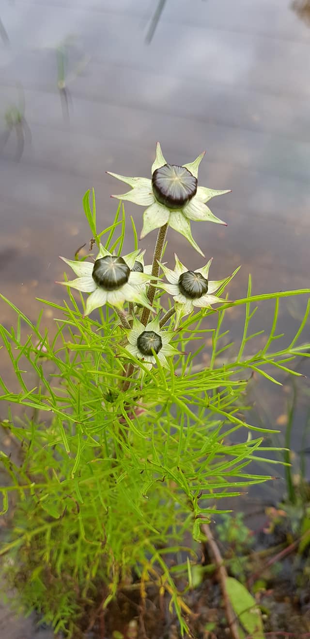 Cosmos bipinnatus (door Jannie Adema)