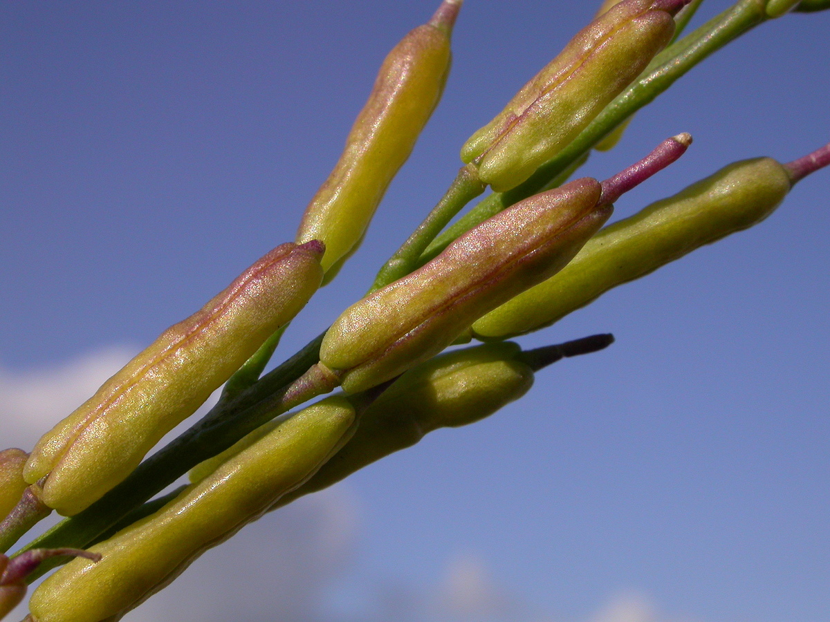 Brassica nigra (door Peter Meininger)