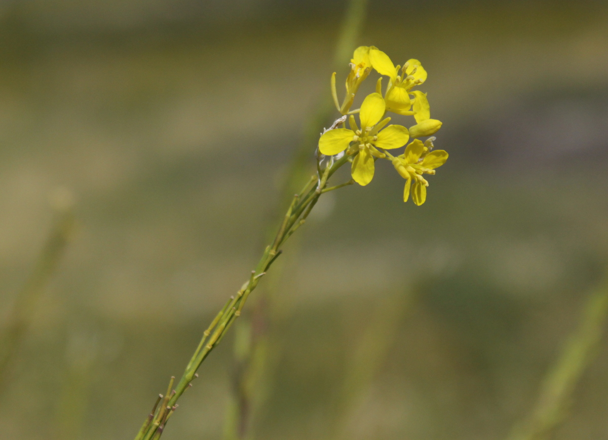 Brassica nigra (door Peter Meininger)