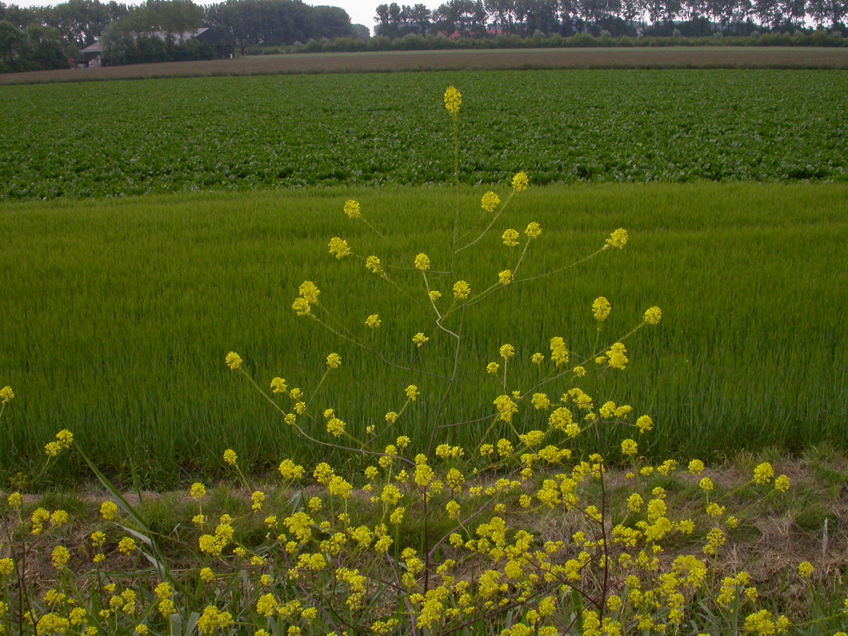 Brassica nigra (door Peter Meininger)