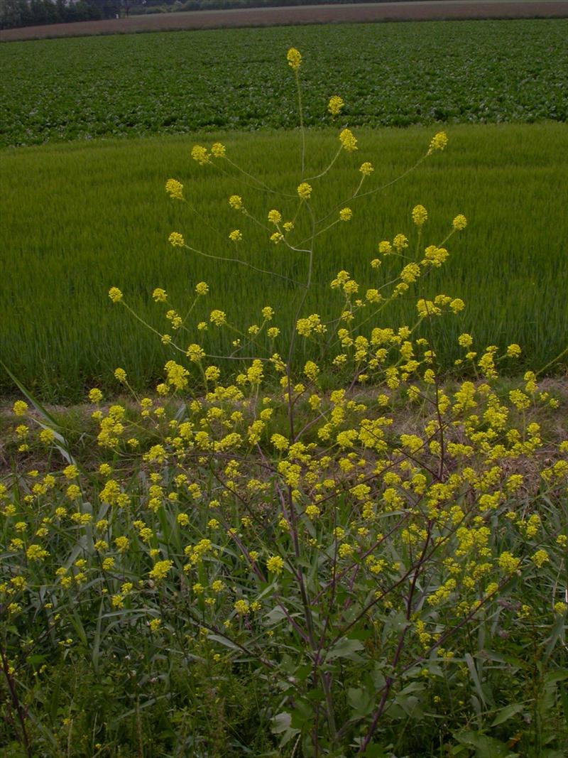 Brassica nigra (door Peter Meininger)