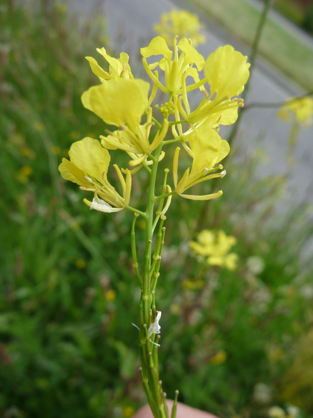 Brassica nigra (door Cor Nonhof)