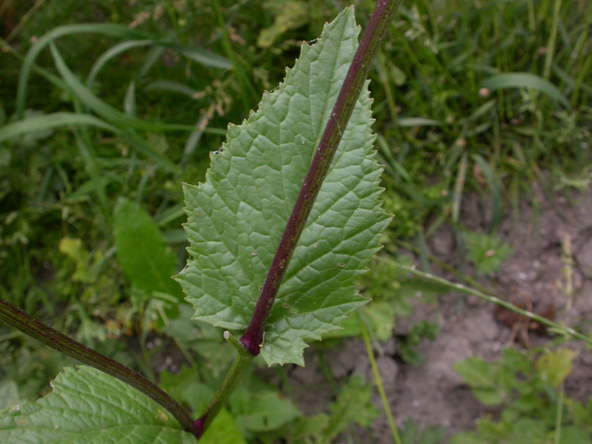 Brassica nigra (door Peter Meininger)