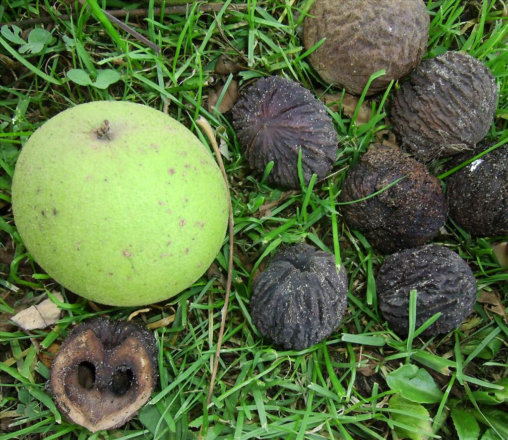 Juglans nigra (door Toon Verrijdt)