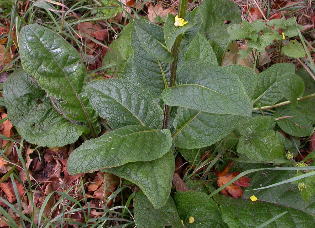 Verbascum nigrum (door Peter Meininger)