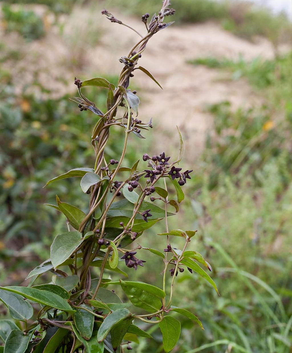 Vincetoxicum nigrum (door Joost Bouwmeester)