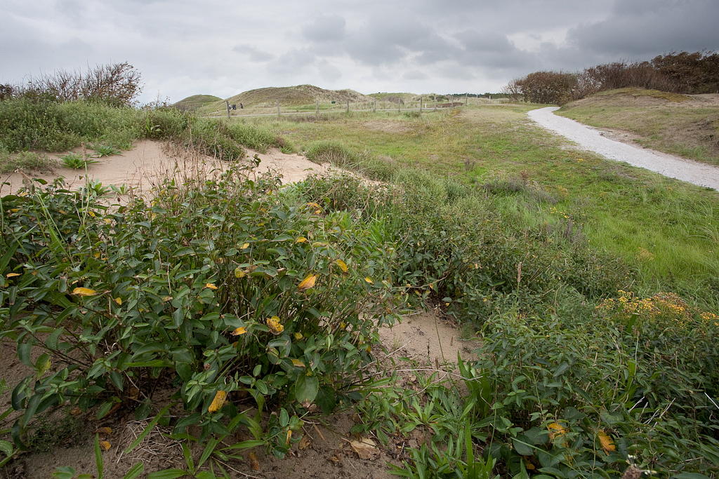 Vincetoxicum nigrum (door Joost Bouwmeester)