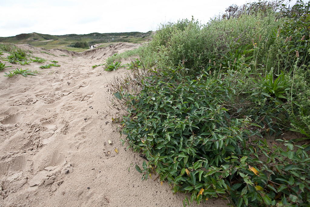 Vincetoxicum nigrum (door Joost Bouwmeester)