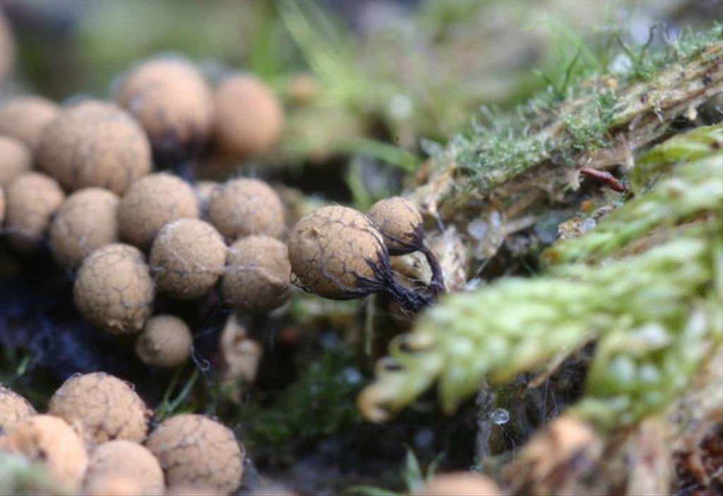 Cribraria macrocarpa (door Jeanine & Martin GOTIK)