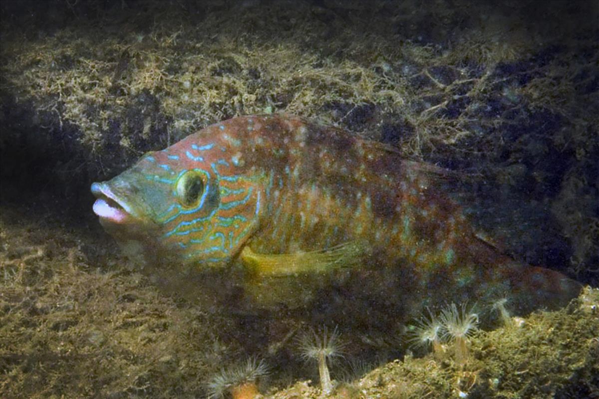 Symphodus melops (door Marion Haarsma)