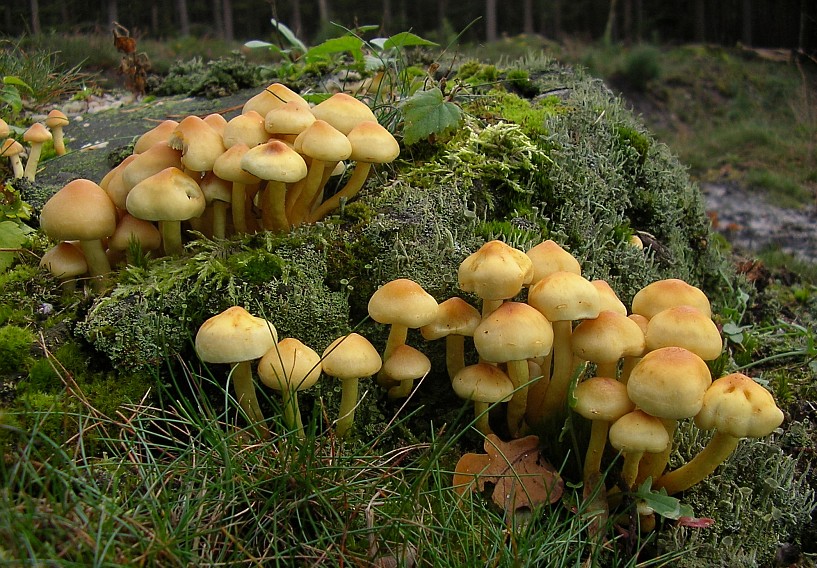 Hypholoma fasciculare (door Aldert Gutter)