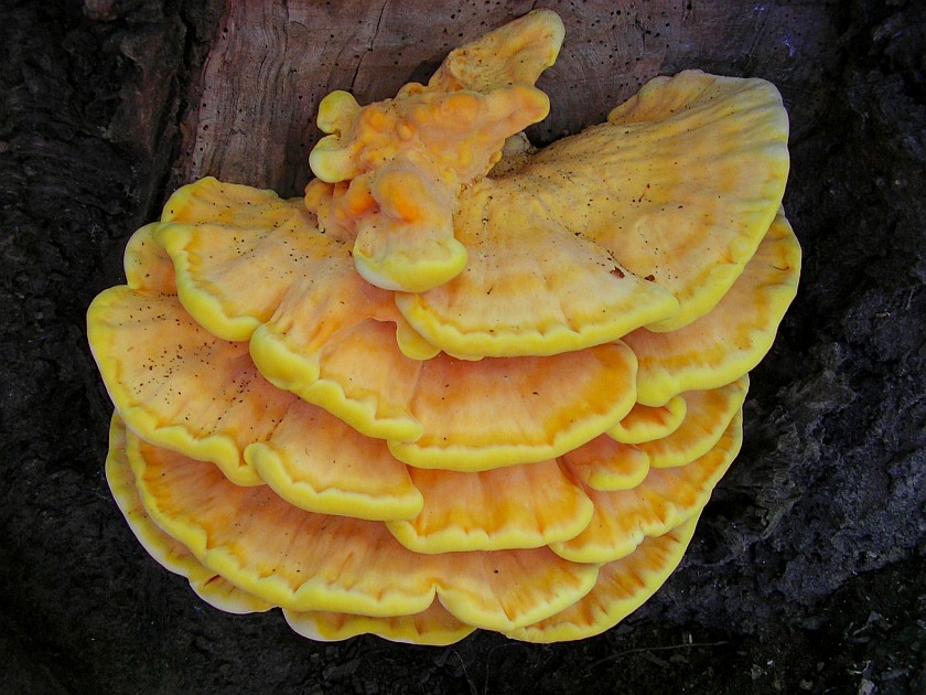 Laetiporus sulphureus (door Aldert Gutter)