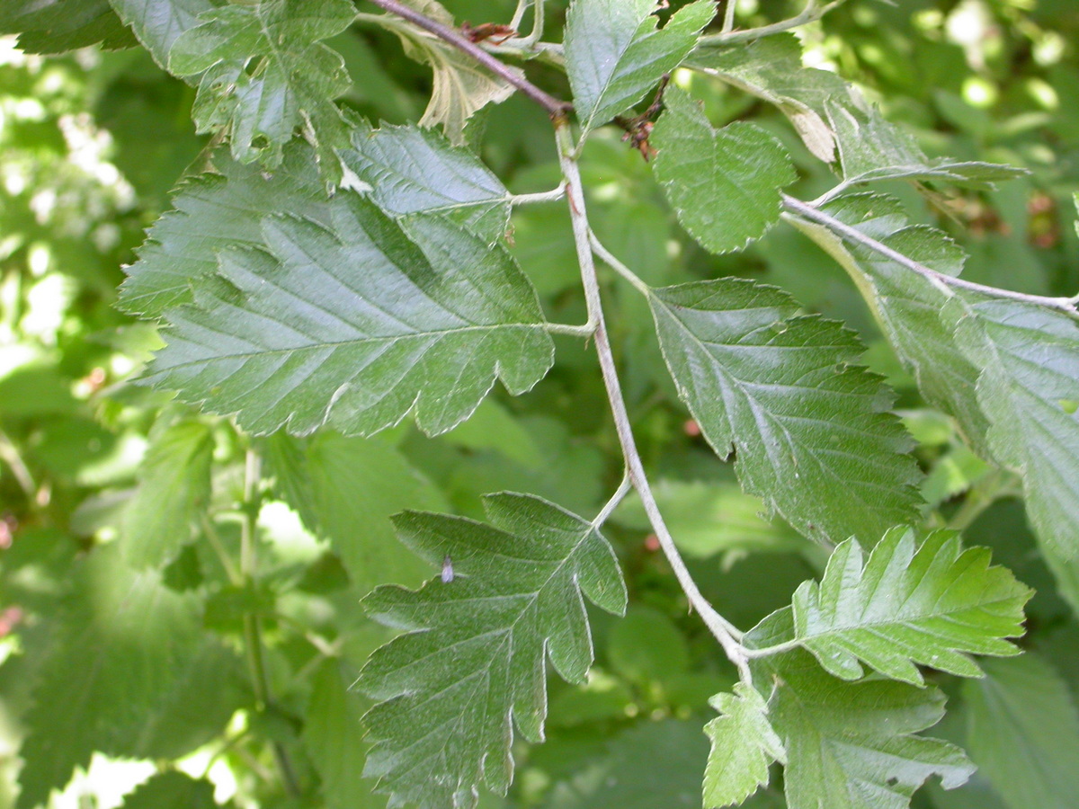 Sorbus intermedia (door Peter Meininger)