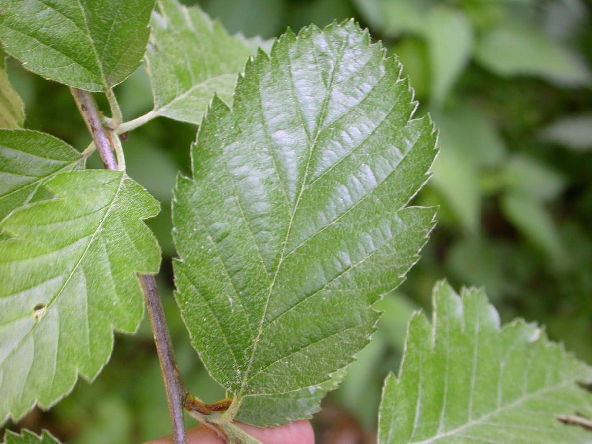 Sorbus intermedia (door Peter Meininger)