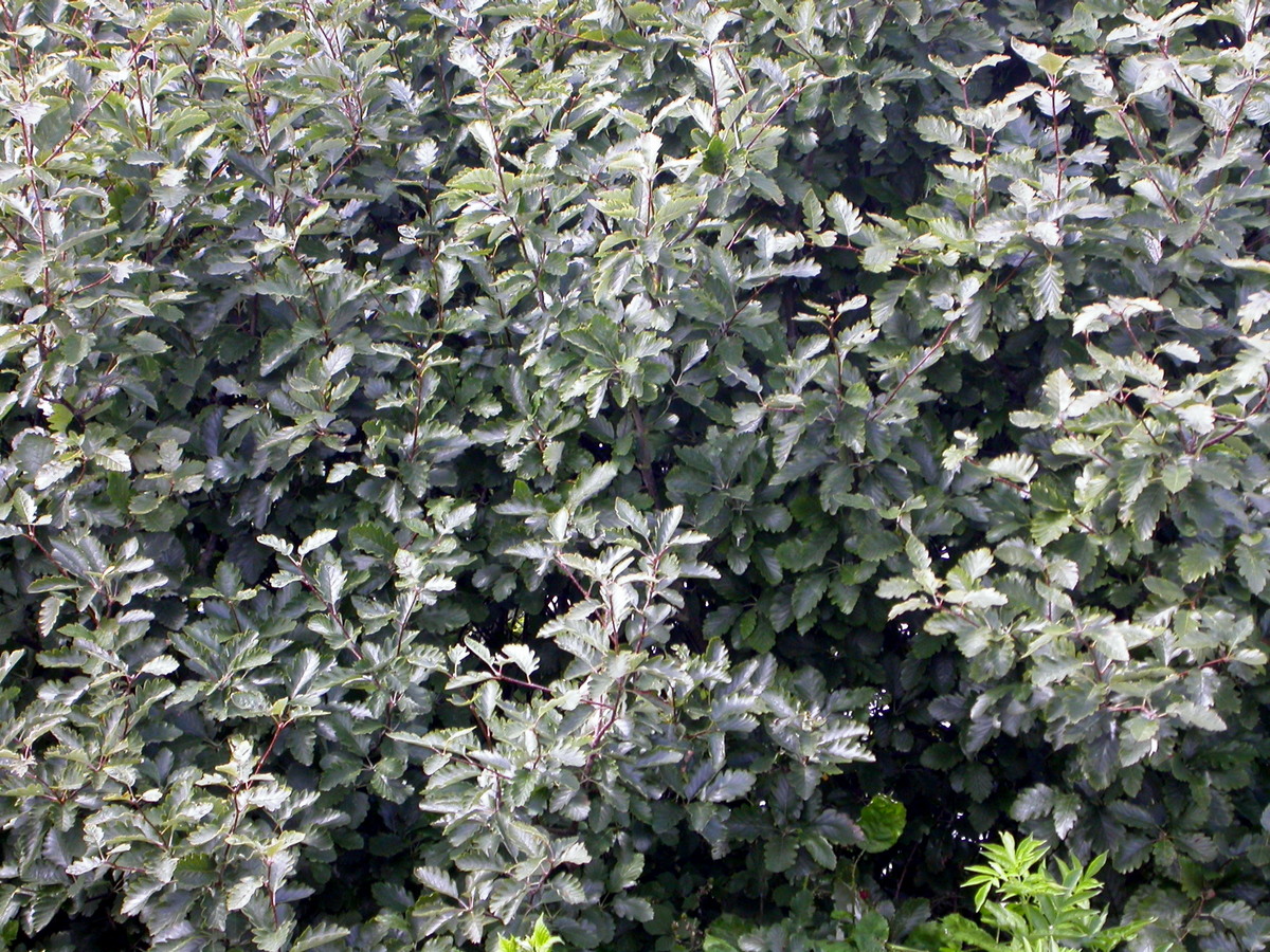 Sorbus intermedia (door Peter Meininger)