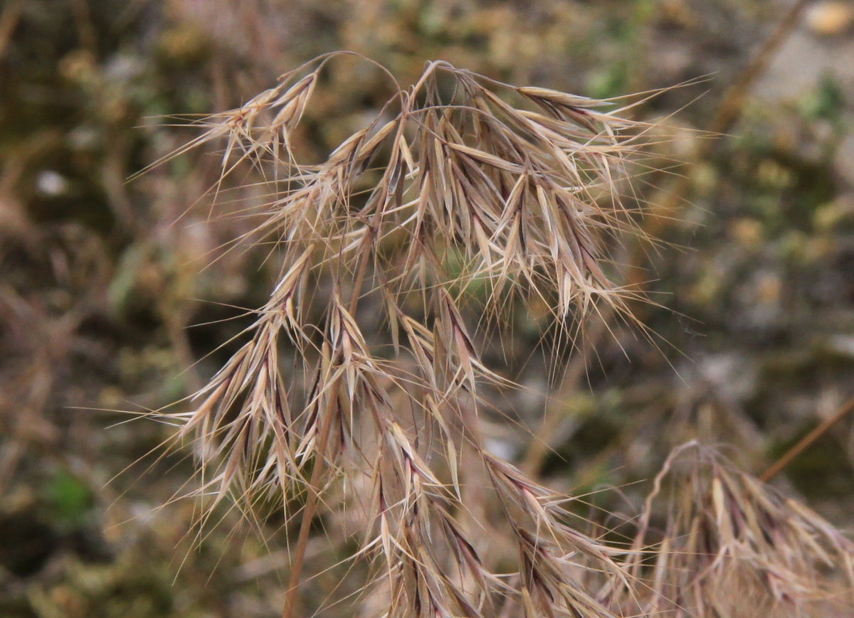 Anisantha tectorum (door Peter Meininger)