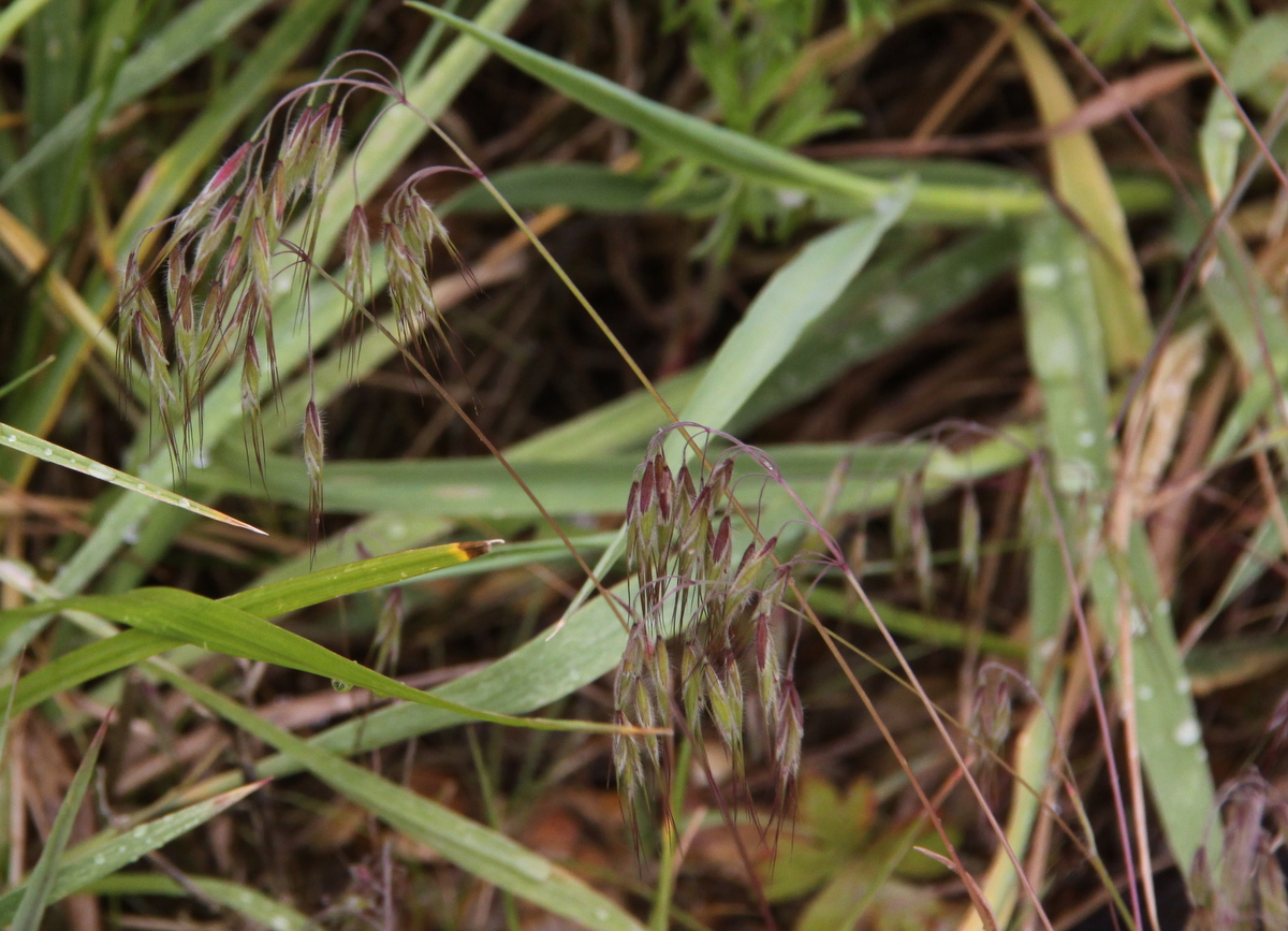 Anisantha tectorum (door Peter Meininger)