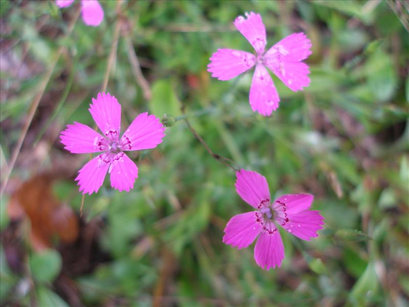 Dianthus deltoides (door Piet Bremer )