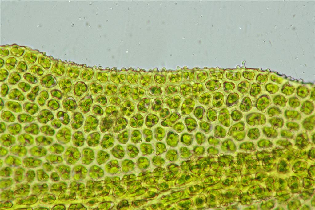 Zygodon conoideus (door Jan Kersten)