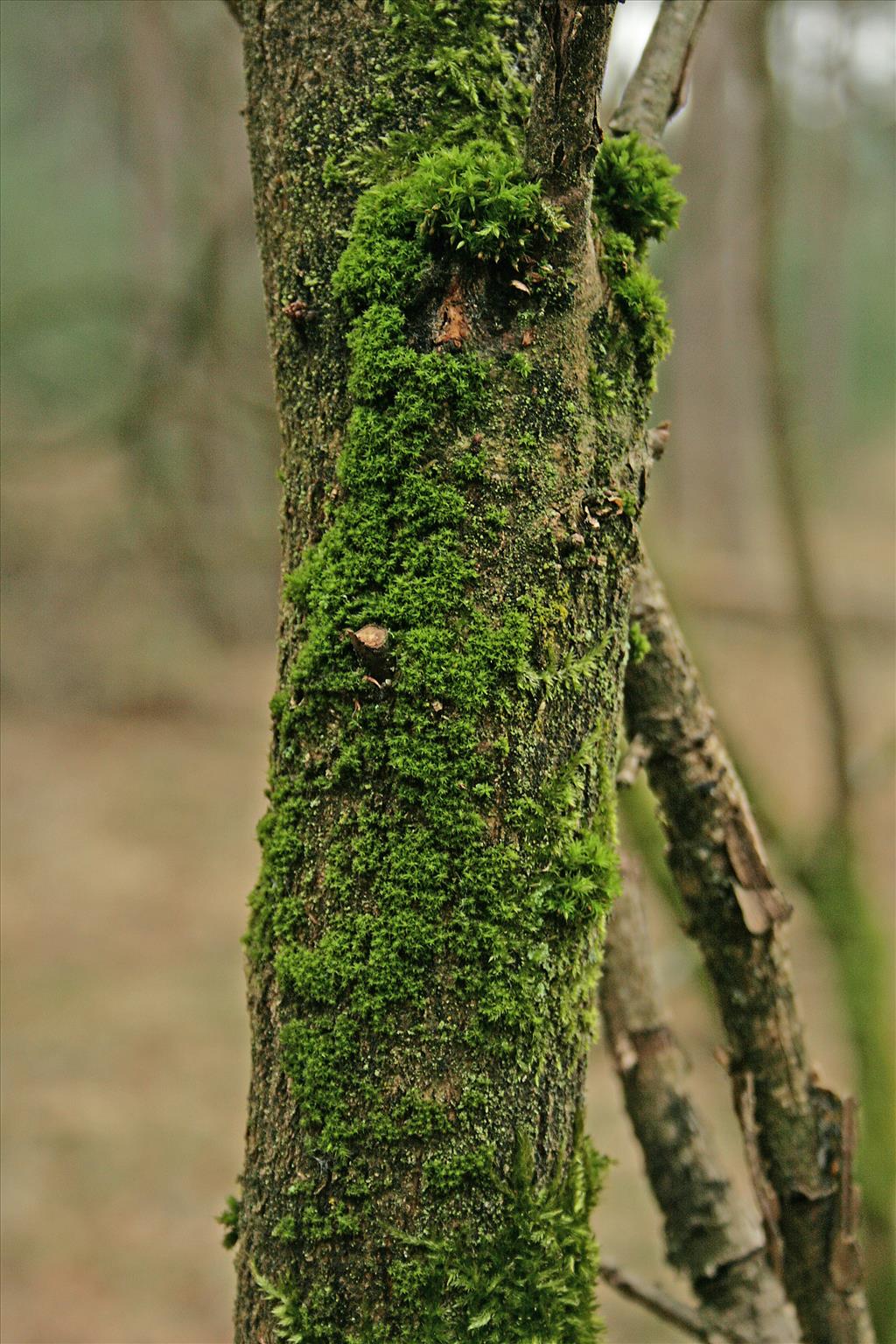 Zygodon dentatus (door Jan Kersten)