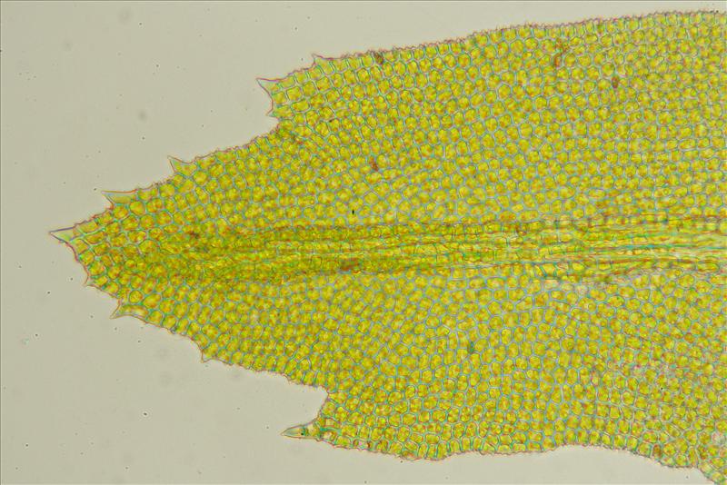 Zygodon dentatus (door Jan Kersten)