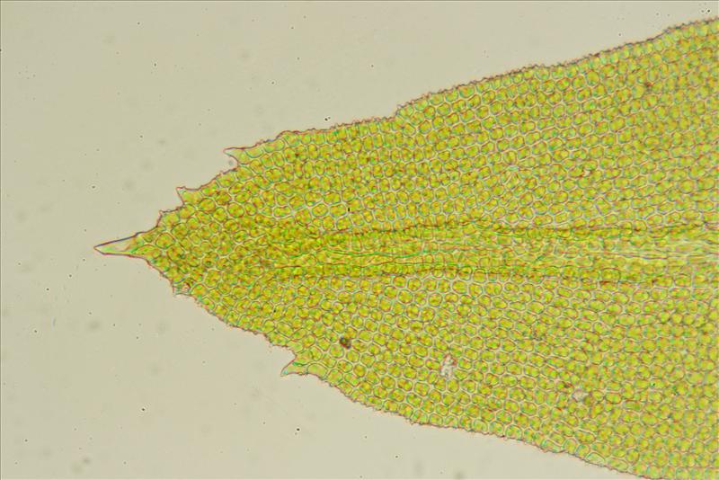 Zygodon dentatus (door Jan Kersten)