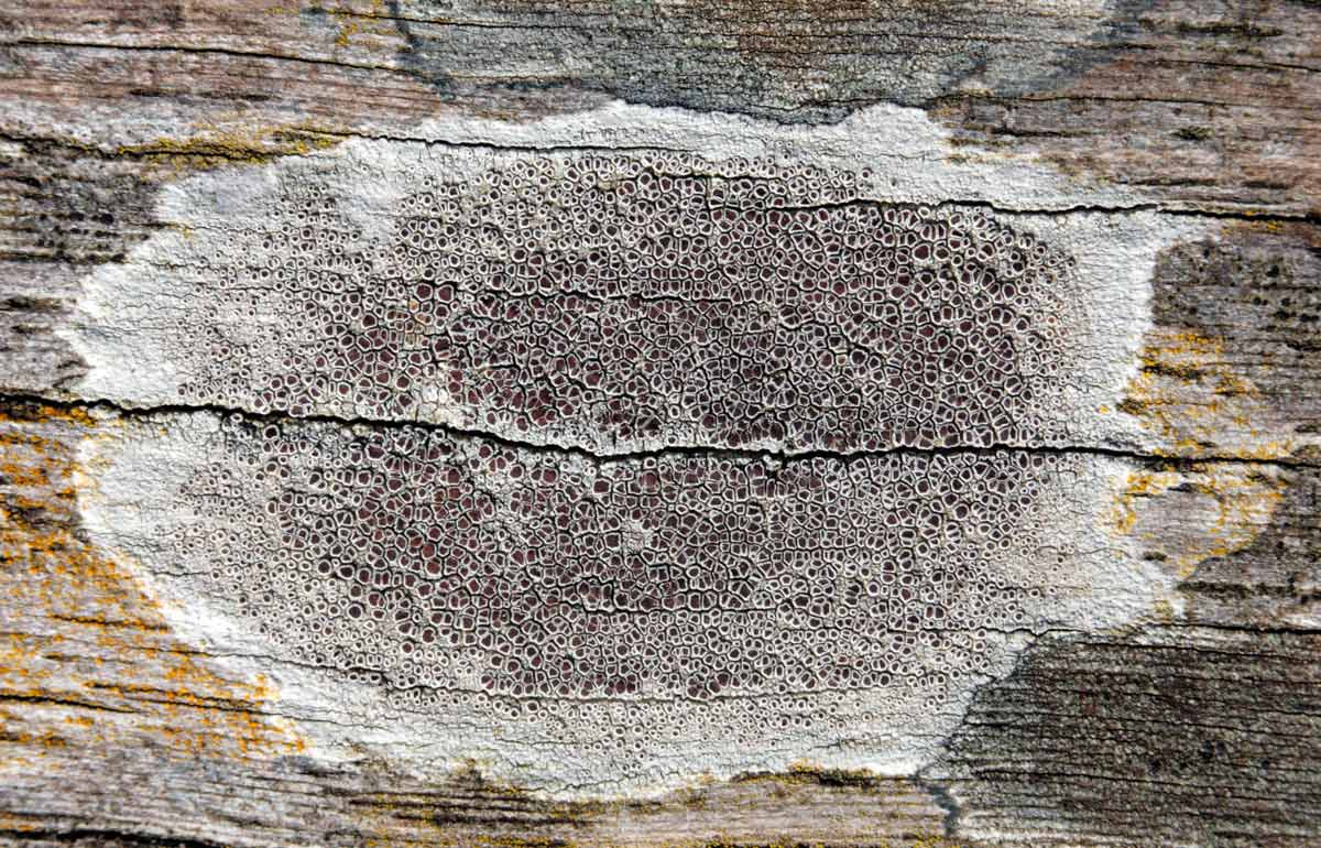 Lecanora campestris (door Henk Visser)