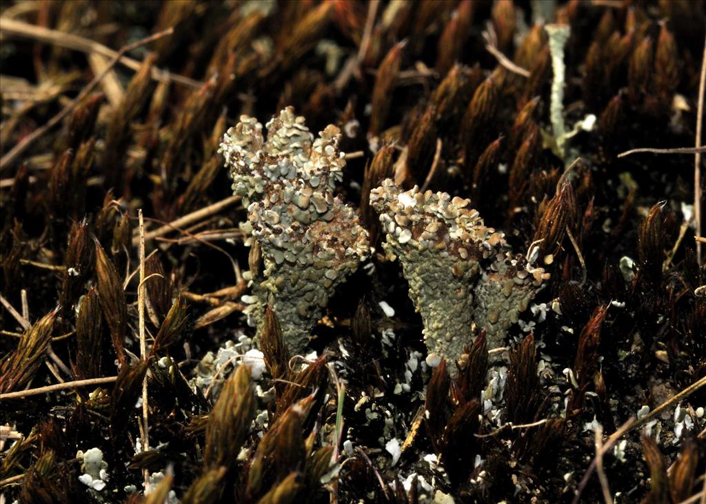 Cladonia monomorpha (door Jap Smits)