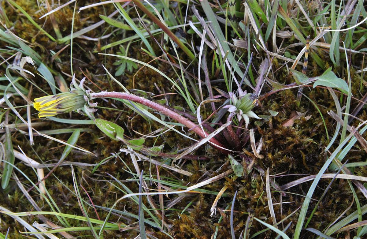 Taraxacum udum (door Jelle J. Hofstra)