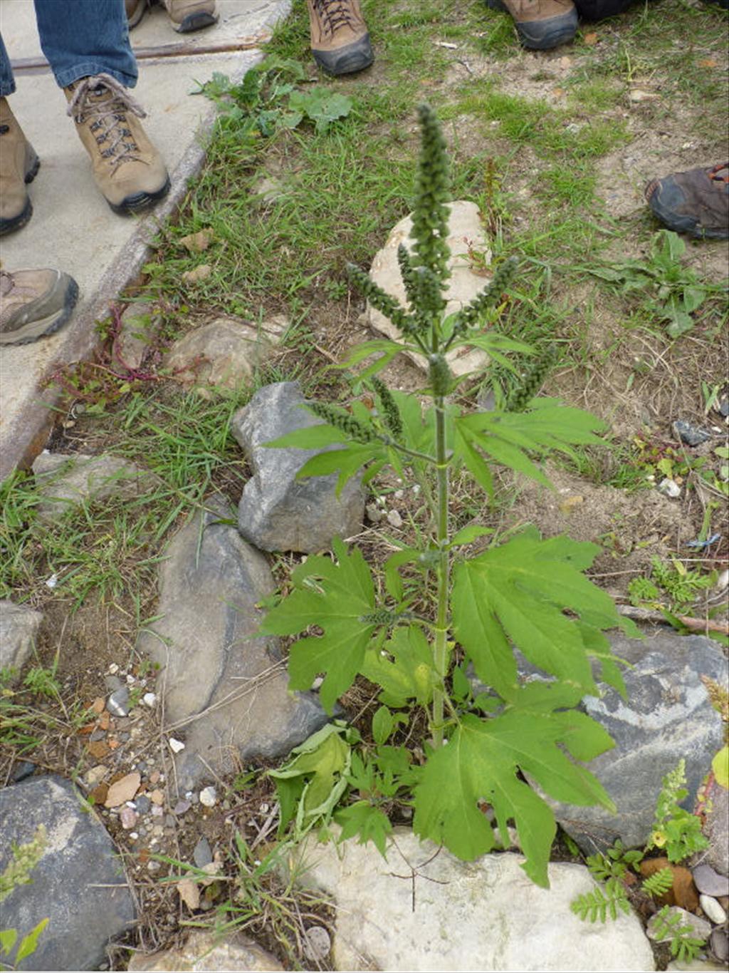 Ambrosia trifida (door Peter Wetzels)