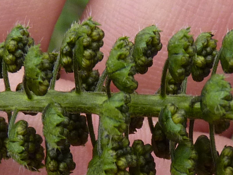 Ambrosia trifida (door Peter Wetzels)