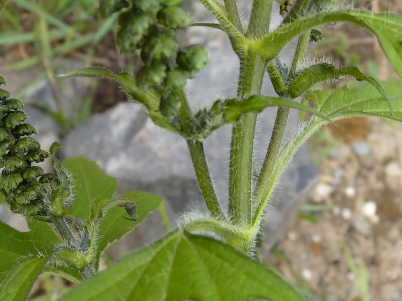 Ambrosia trifida (door Peter Wetzels)