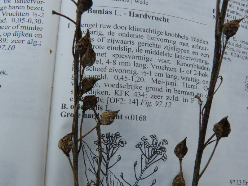 Bunias orientalis (door Peter Wetzels)