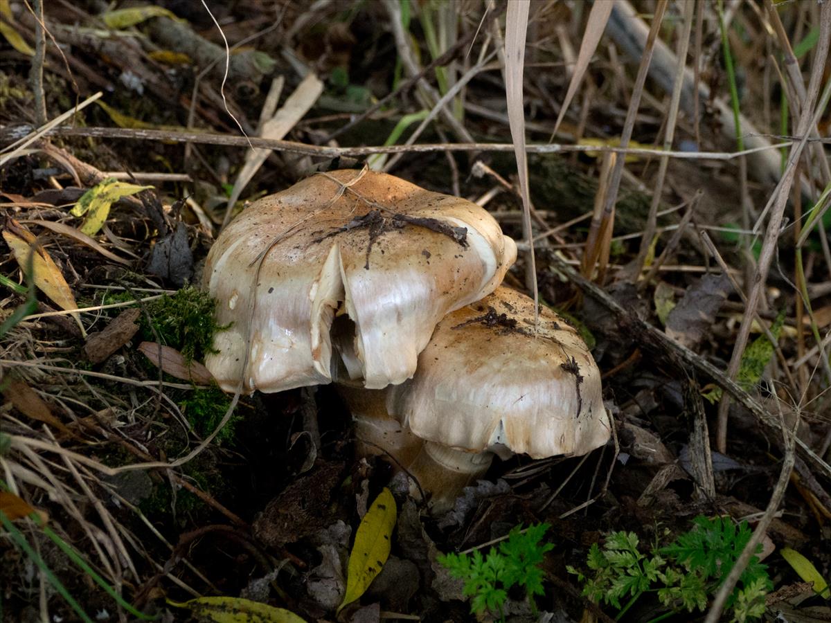 Cortinarius paracephalixus (door Yvonne Dijkman)