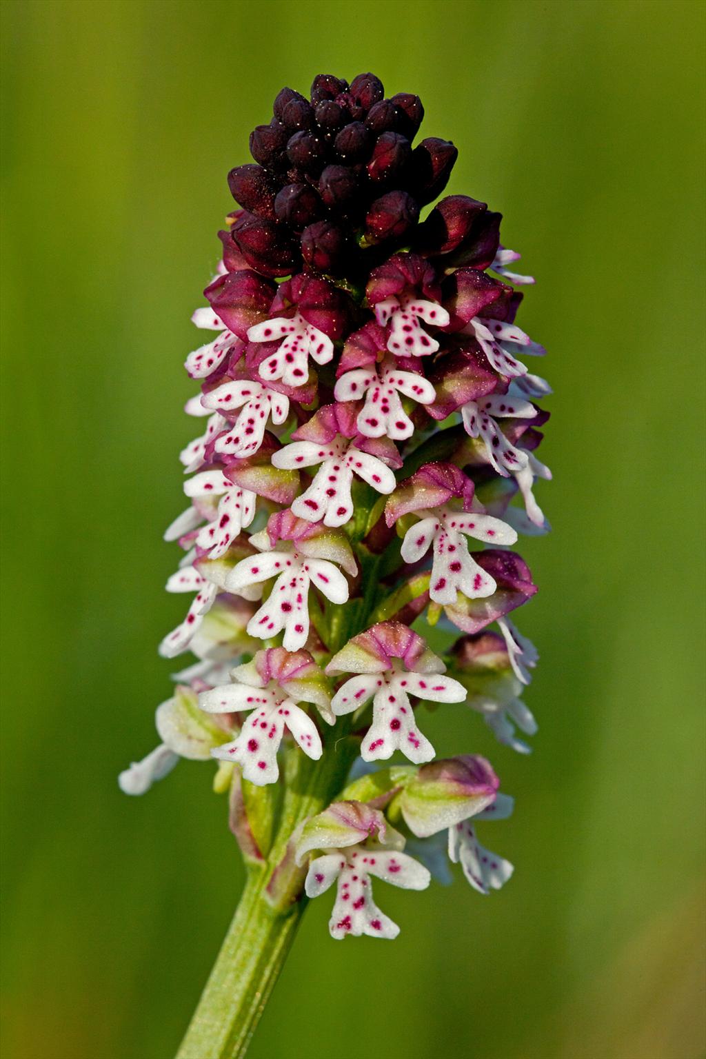 Neotinea ustulata (door John Breugelmans)