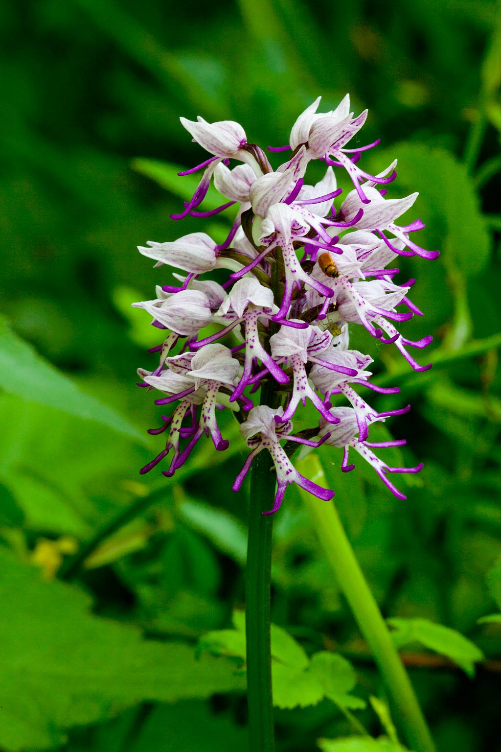 Orchis simia (door John Breugelmans)