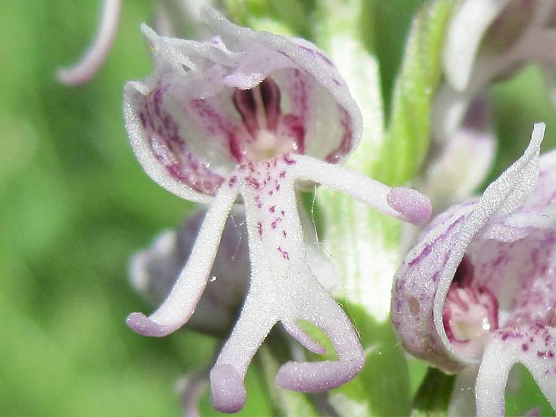 Orchis simia (door Grada Menting)