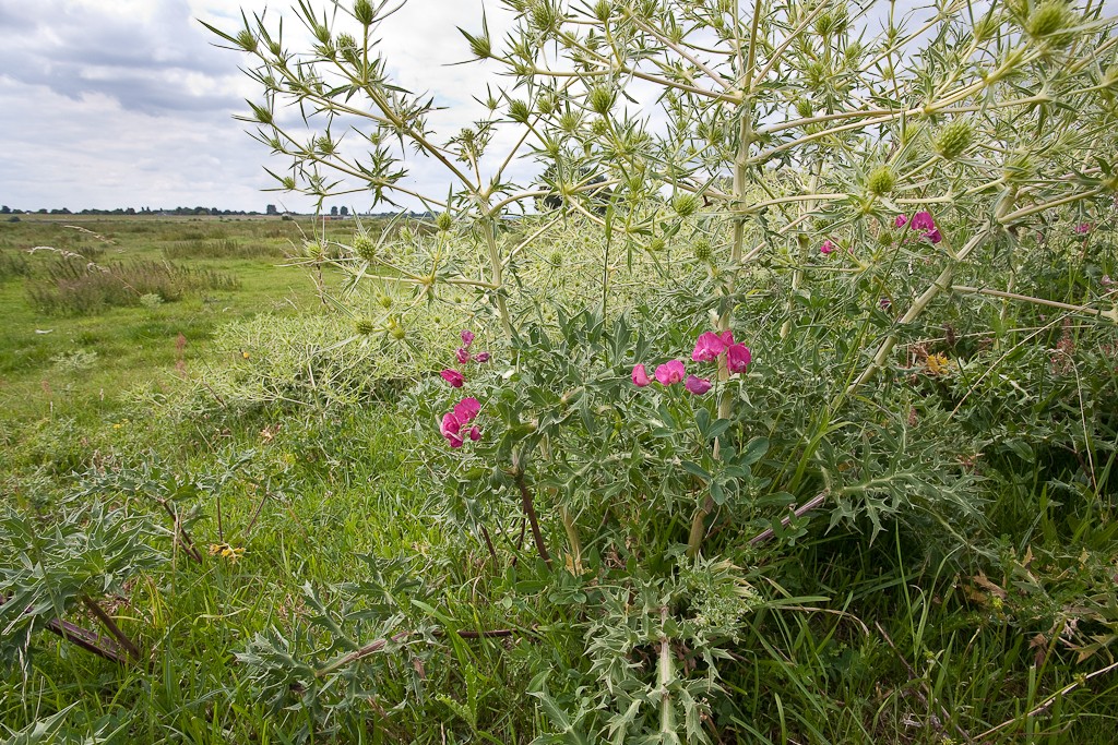 Lathyrus tuberosus (door Joost Bouwmeester)