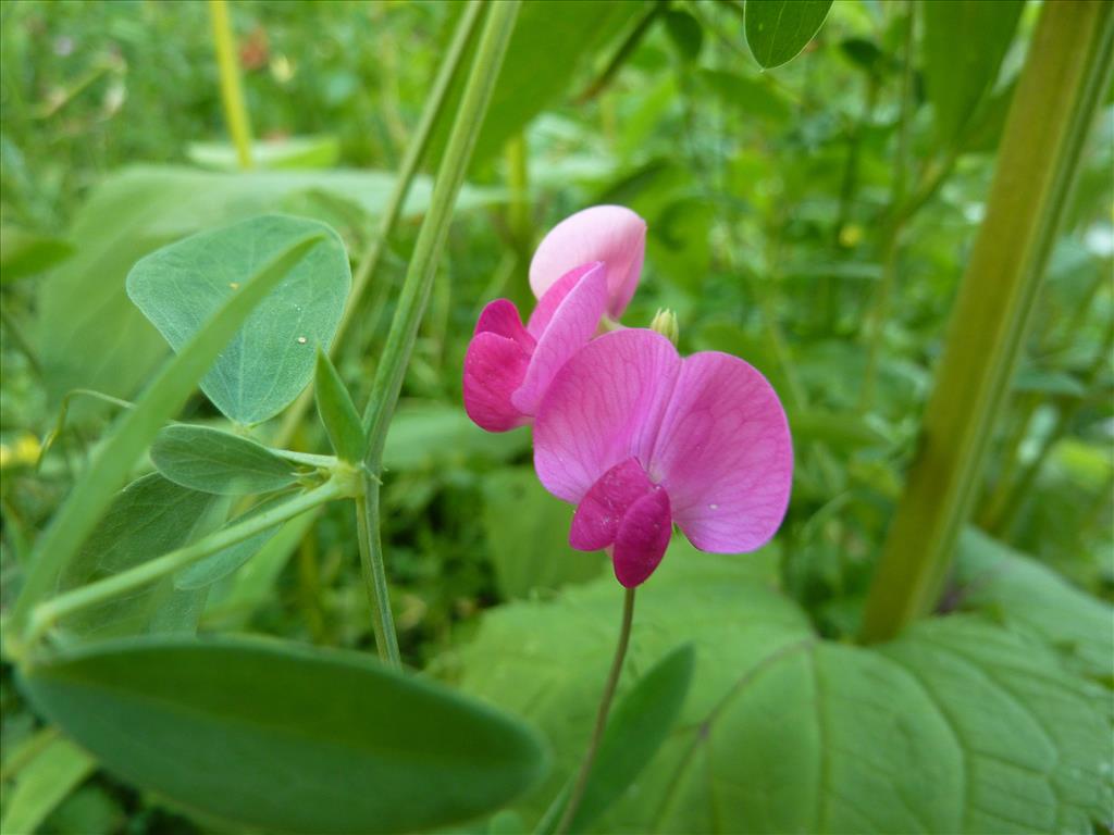 Lathyrus tuberosus (door Koen van Zoest)