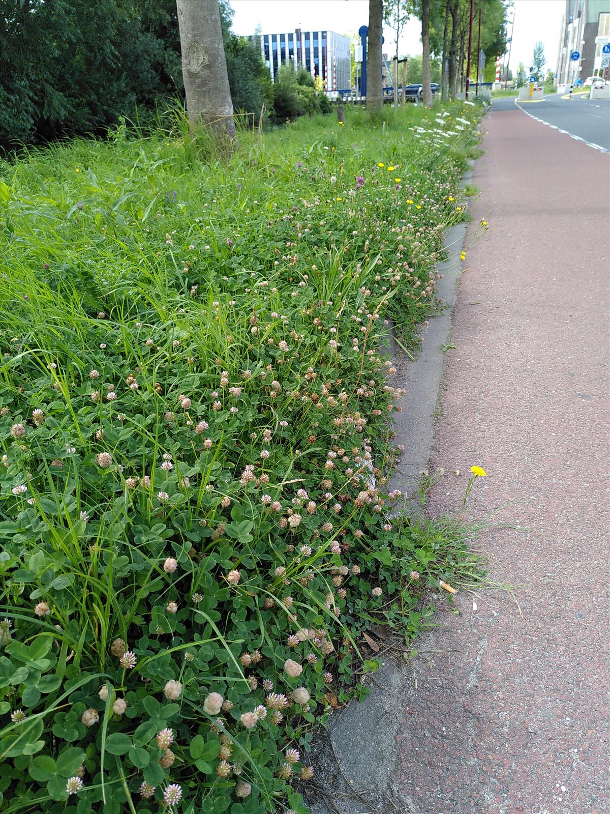 Trifolium fragiferum (door Dick Kerkhof)