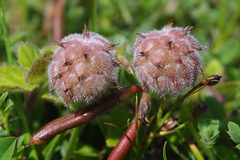Trifolium fragiferum (door Hans Adema)