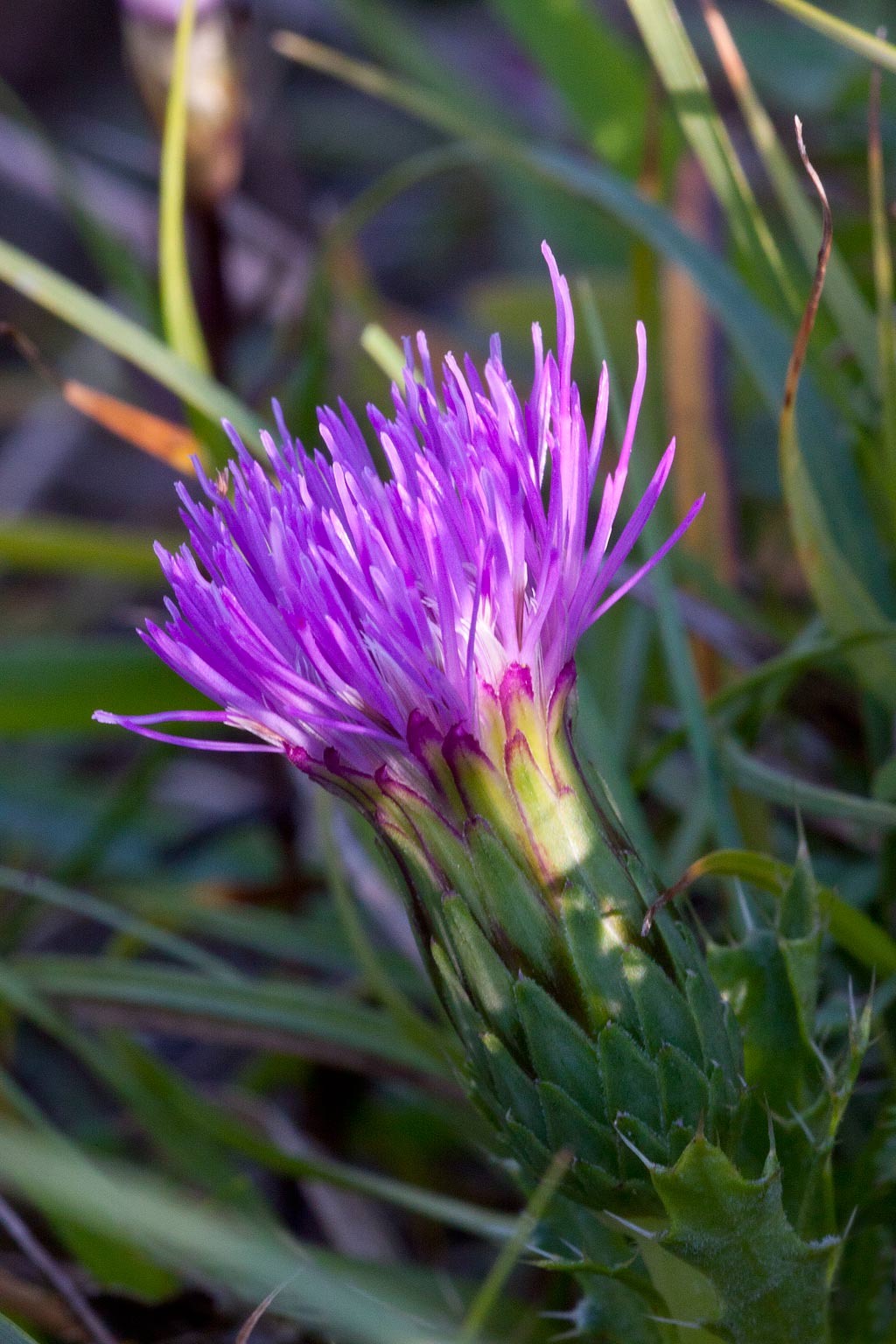 Cirsium acaule (door John Breugelmans)