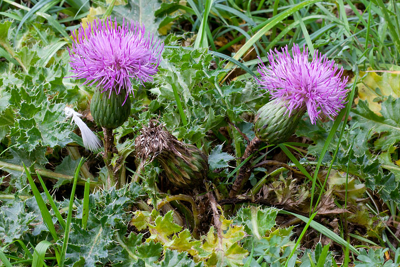 Cirsium acaule (door John Breugelmans)