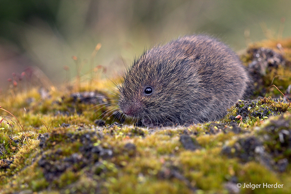 Microtus agrestis (door Jelger Herder)