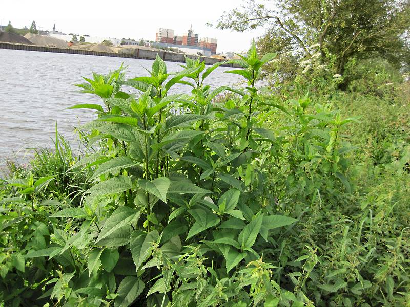 Helianthus tuberosus (door Grada Menting)