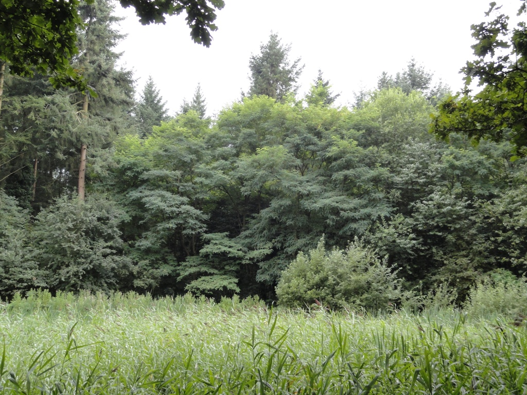 Robinia pseudoacacia (door wim van der neut)