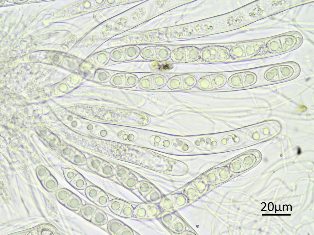 Acrocordia gemmata (door Henk-Jan van der Kolk)